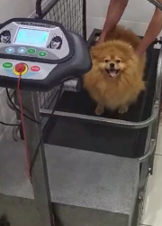 бег